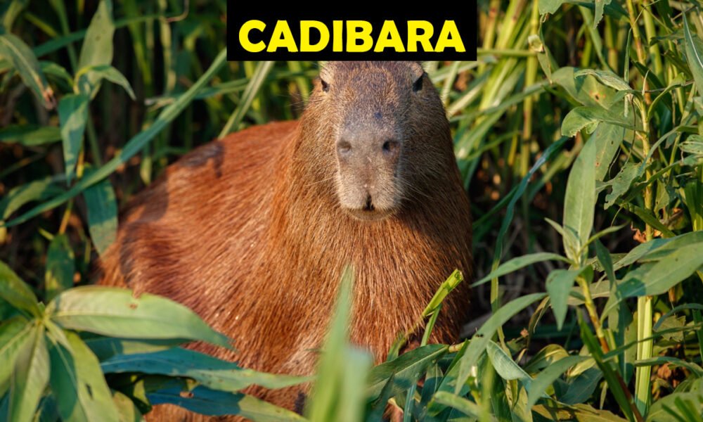 Cadibara
