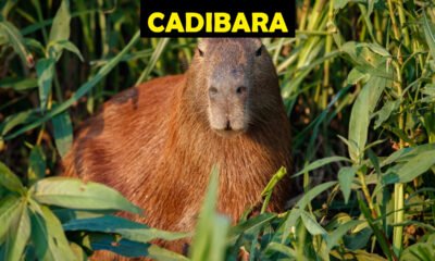 Cadibara