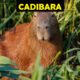 Cadibara