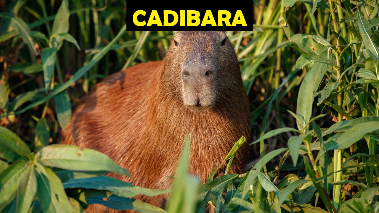 Cadibara