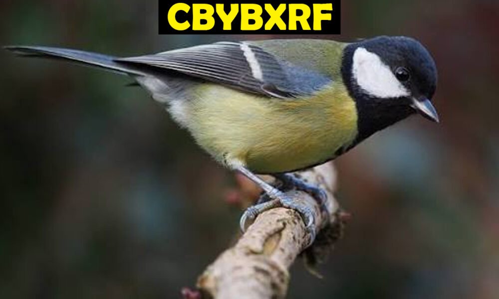 Cbybxrf
