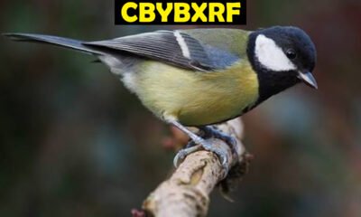 Cbybxrf