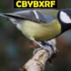 Cbybxrf
