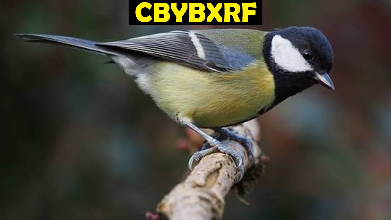Cbybxrf