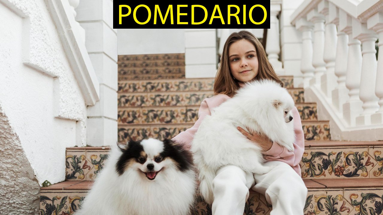 Pomedario