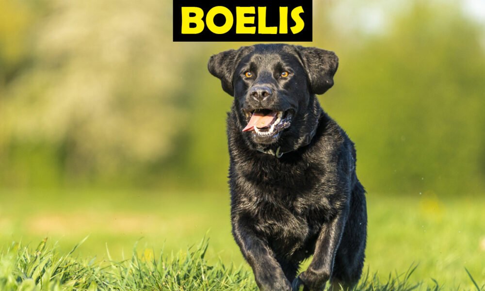 Boelis