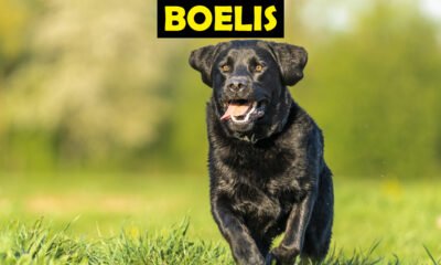 Boelis