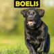 Boelis