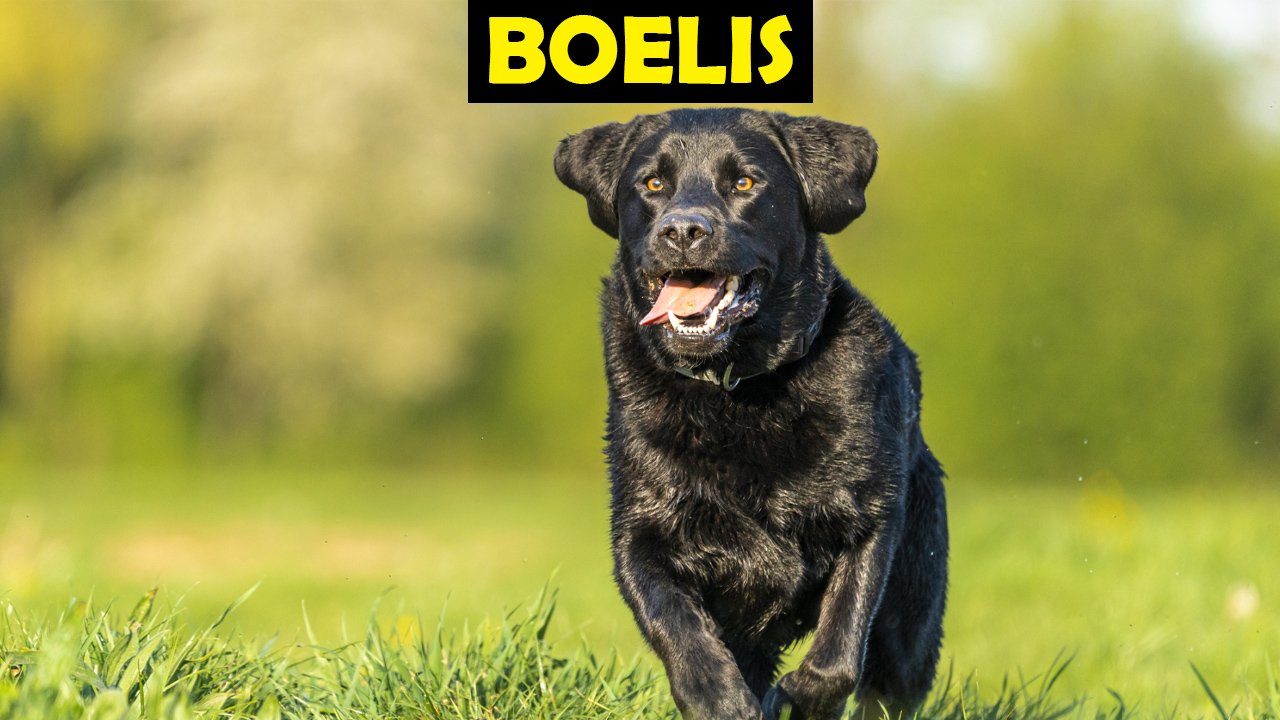 Boelis