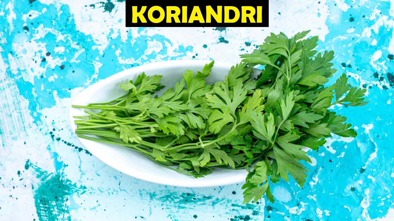 Koriandri
